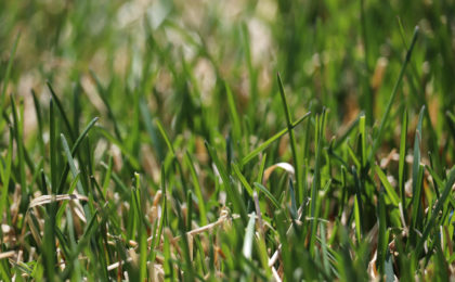 Kentucky bluegrass