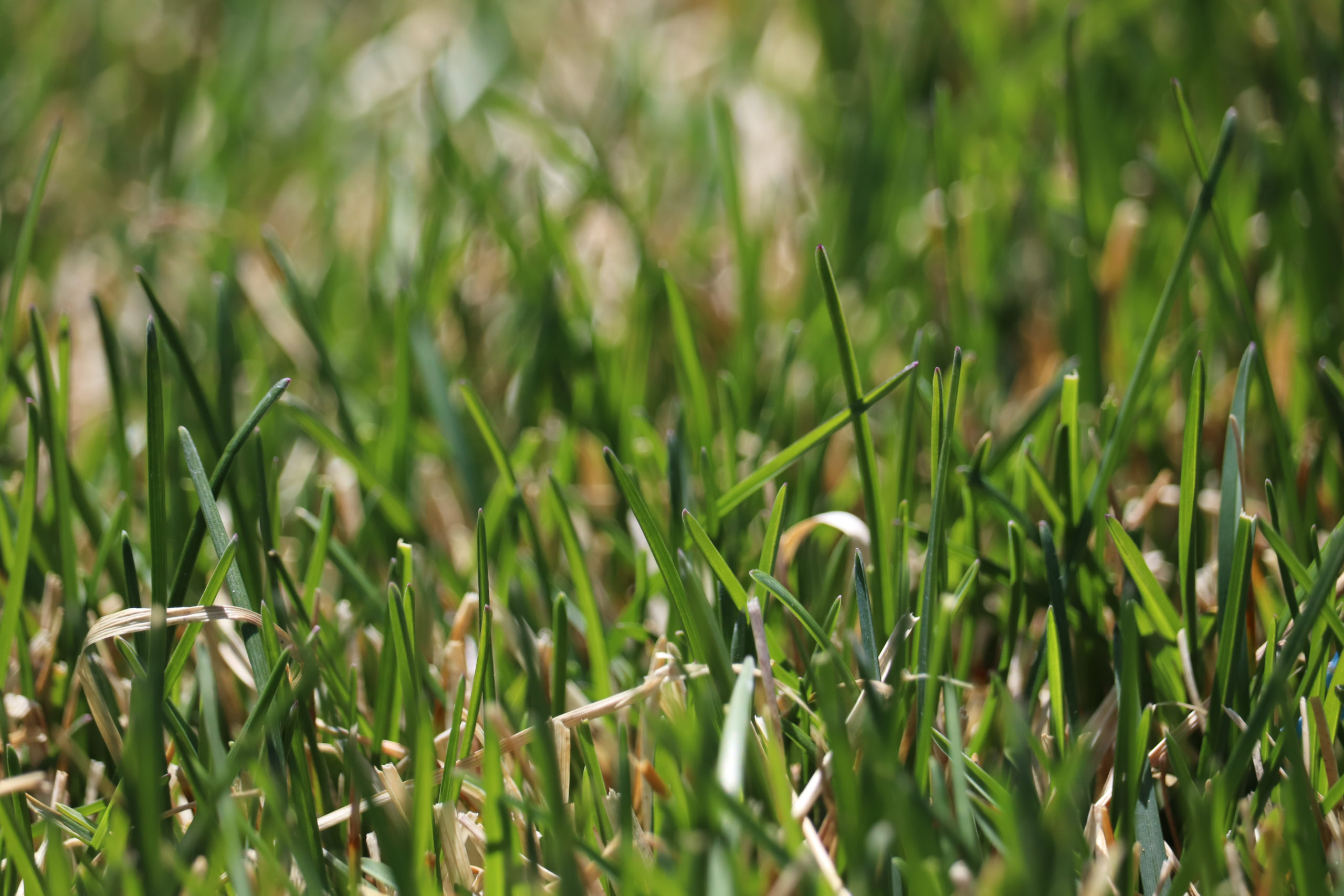 Fall Seeding in Topeka, KS: Why September Is the Only Window That Matters