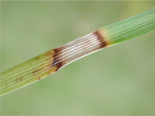 Blade of grass with fungus