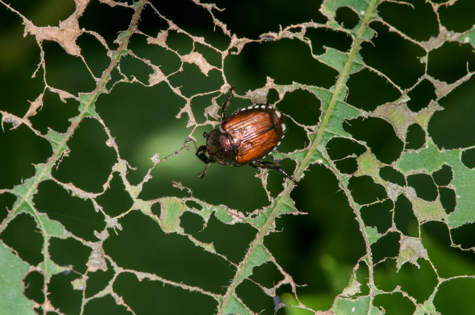 How to Treat for Japanese Beetles Schendel Lawn & Landscape