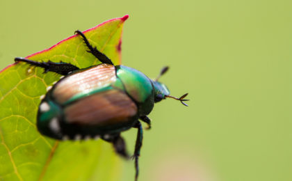 Japanese beetle on a leaf