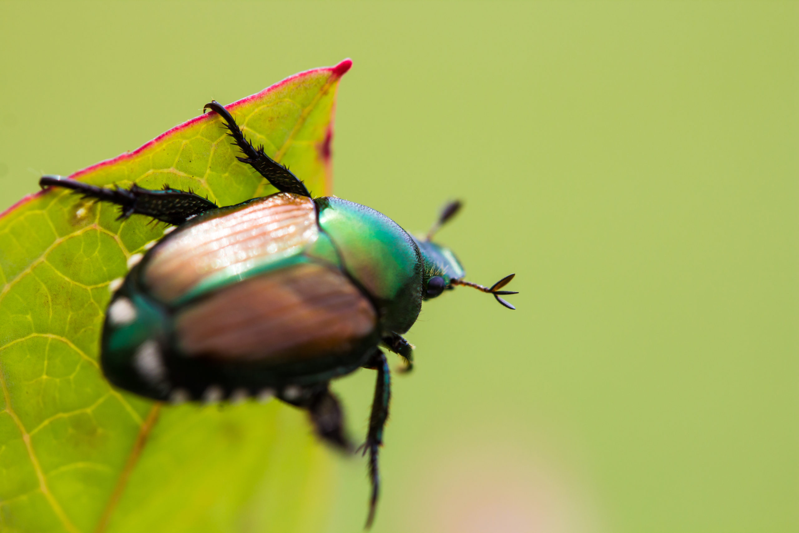 How to Treat for Japanese Beetles