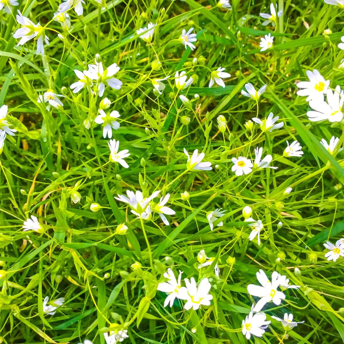 Dandelions and Chickweed: Not-So-Welcome Spring Guests