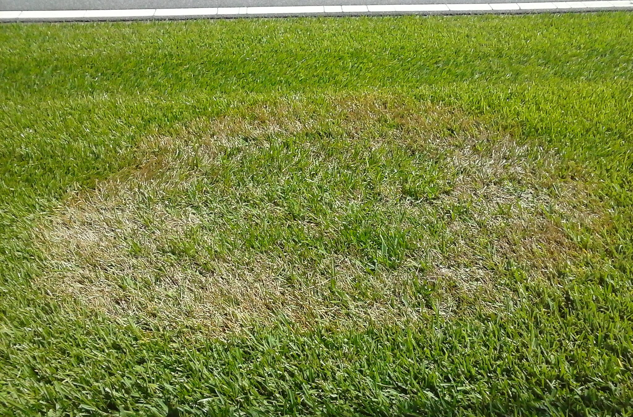 Lawn Fungus in Kansas: How to Spot Brown Patch Before It Spreads